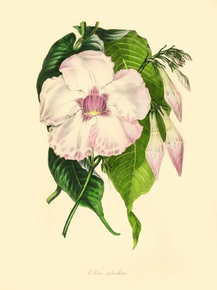 Echites Splendens