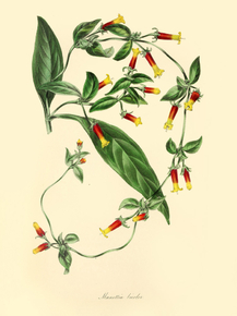 Manettia Bicolor