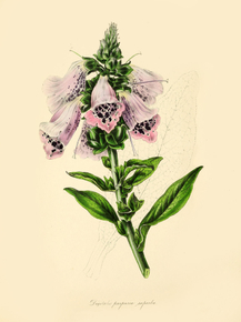 Digitalis Purpurea