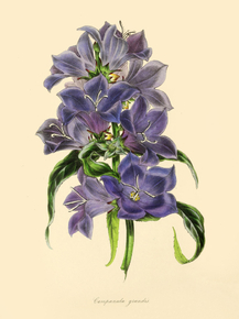 Campanula Grandis