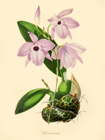 Laelia Acuminata