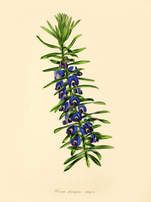 Hovea Pungens