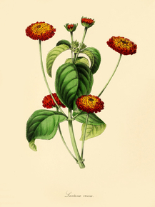 Lantana Crocea