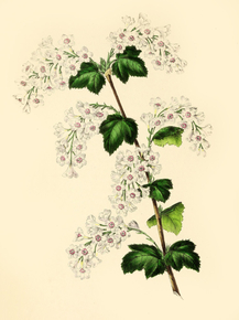 Ribes Albidum