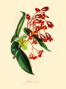 Begonia Coccinea