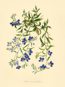 Lobelia Erinus