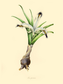 Iris Persica