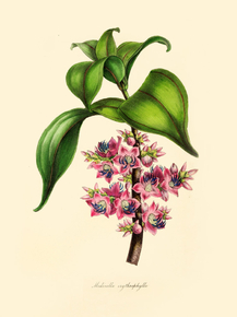 Medinilla Erythrophylla