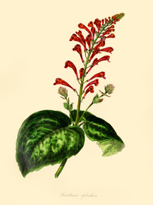 Scutellaria Splendens