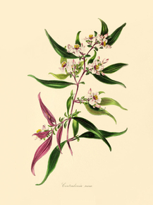 Centradenia Rosea