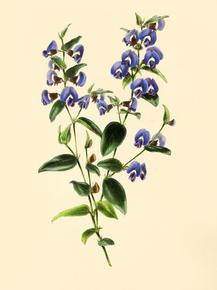 Hovea Splendens