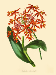 Epidendrum Schomburgkii
