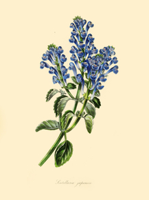 Scutellaria Japonica