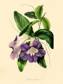 Bignonia Picta