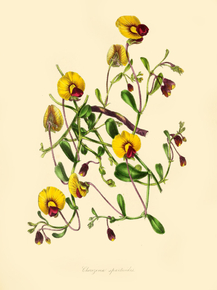 Chorozema Spartioides