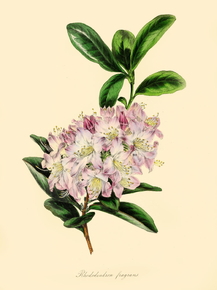 Rhododendron Fragrans