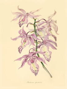 Barkeria Spectabilis