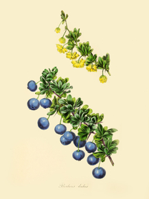 Berberis Dulcis