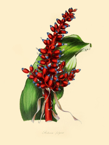 Aeciimea Fulgens
