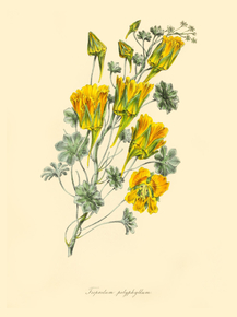 Tropaeolum Polyphyllum