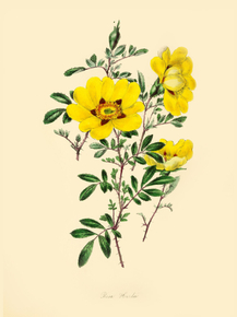Rosa Hardii