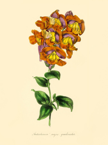 Antirrhinum Majus