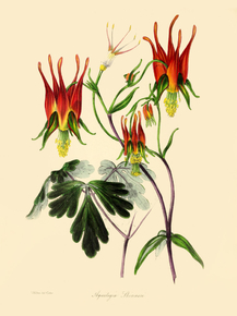 Aquilegia Skinnem