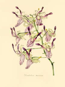 Dendrobium Taurinum