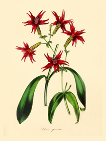 Silene Speciosa