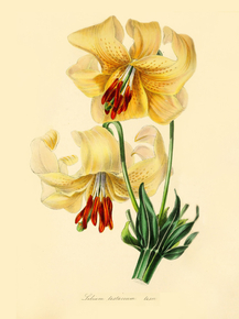 Lilium Testaceum
