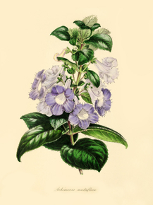 Achimenes Multiflora