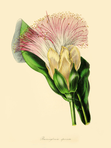 Barringtonia Speciosa