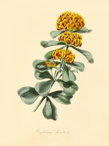 Oxylobium Obovatum Oxylobium Obovatum