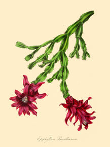 Epiphyllum Russellianum