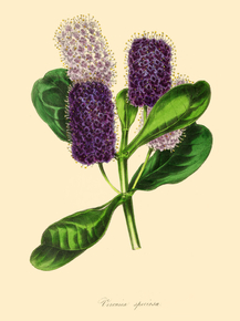 Veronica Speciosa