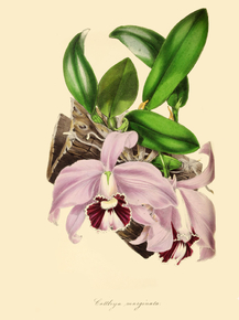 Cattleya Marginata