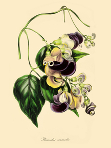 Phaseolus Caracalla