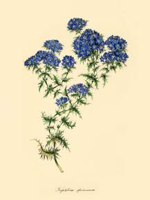 Triptilion Spinosum