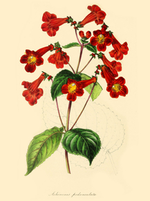 Achimenes Pedunculata