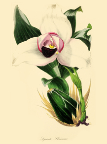 Lycaste Skinneri