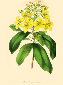 Luxemburgia Ciliosa