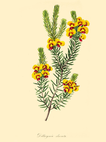 Dillwynia Clavata