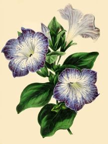 Petunia Punctata