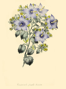 Campanula Fragilis