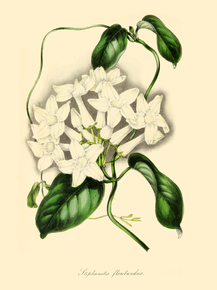 Stephanotis Floribunda