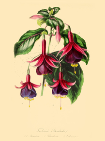 Standish’S Seedling