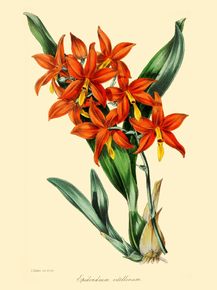 Epidendrum Vitellinum