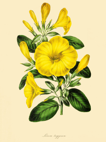 Linum Trigynum