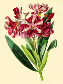 Nereum Oleander
