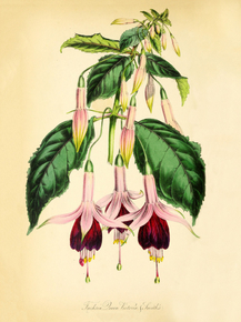 Fuchsia Queen Victoria